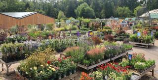 Blue diamond garden centre weybridge top